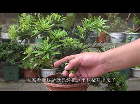 羅漢松開花結果|【羅漢松開花】驚艷！羅漢松也能開花！三年一開的仙。